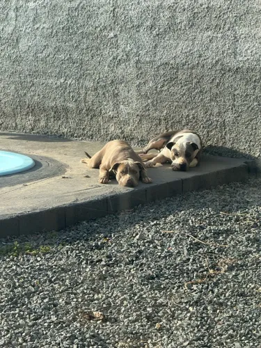 Doação consciente procuramos uma família pra doar lindos pets.