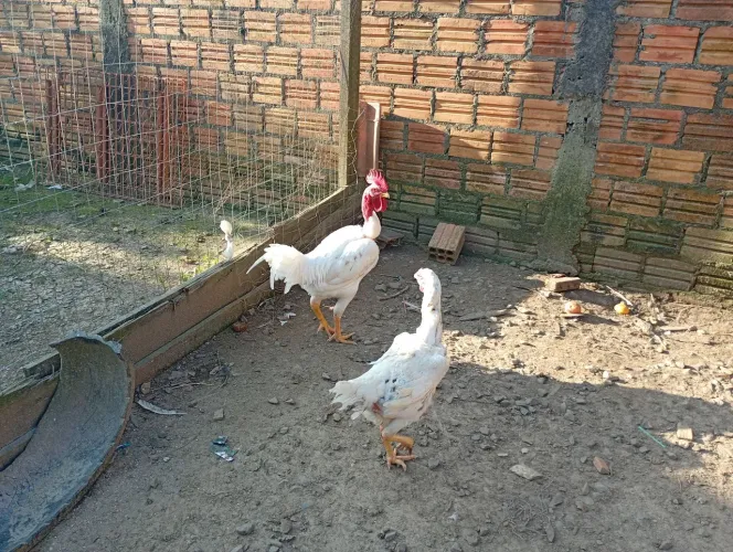 Galo