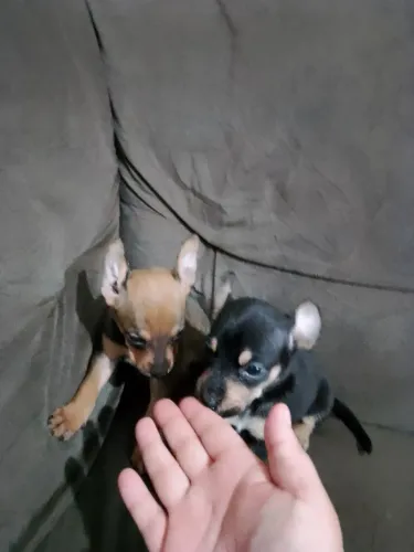 Pinscher zero com n1 fêmeas