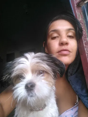 estou doando uma Shitzu fêmea