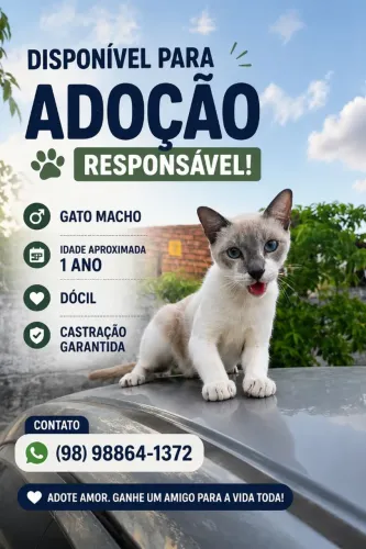 Gatinho para adoção responsável ?<br>