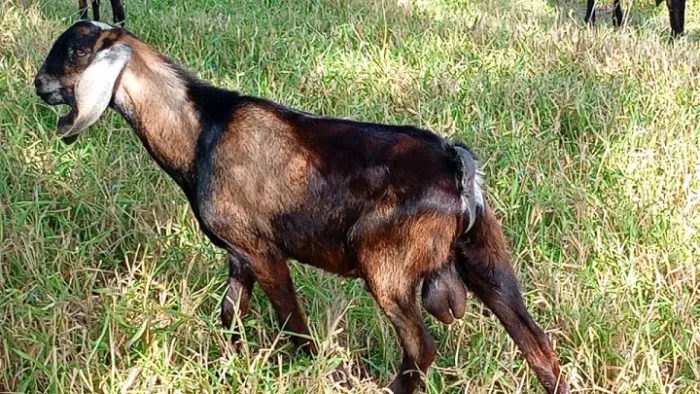 Cabrito anglo nubiano Top - Cabras e Bodes 