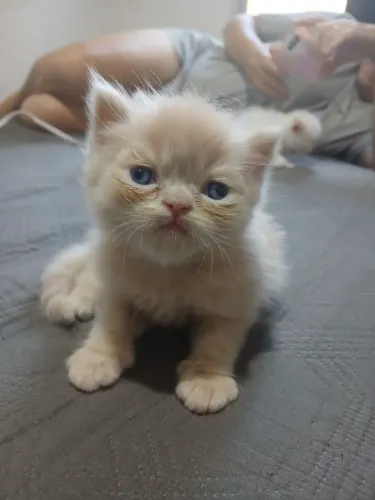Gato persa
