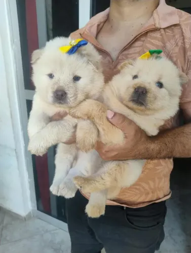 Lindíssimos e puro