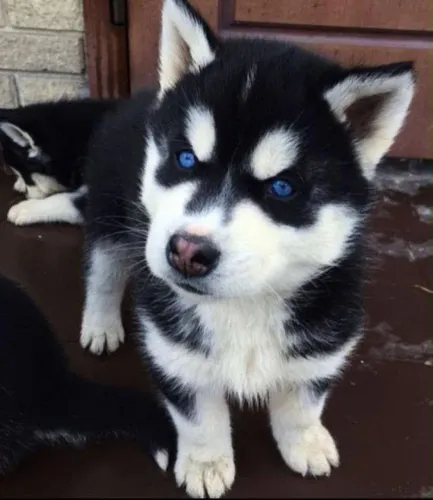Filhote husky siberiano, Nada como um rabinho abanando para alegrar seu dia!