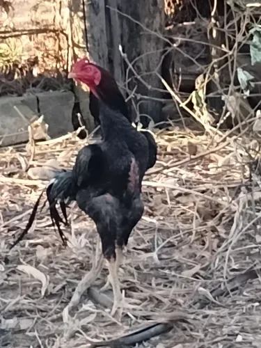 Galo índio