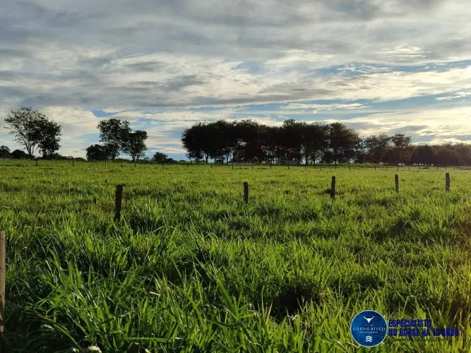 Chácara à Venda 8 Alqueires Taquaral - GO