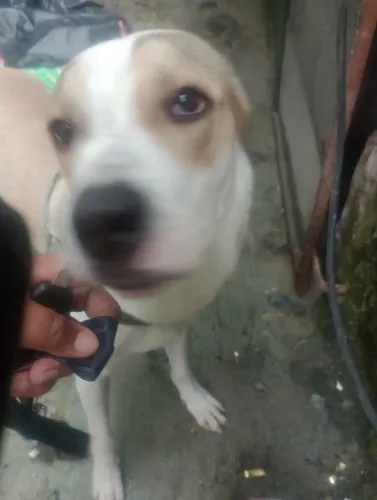 Cachorro de raça