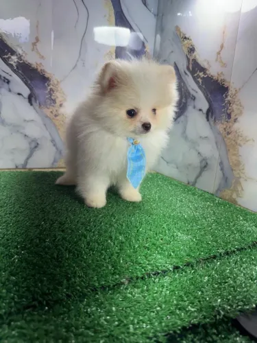Spitz alemão padrão boo com 48 dias 
