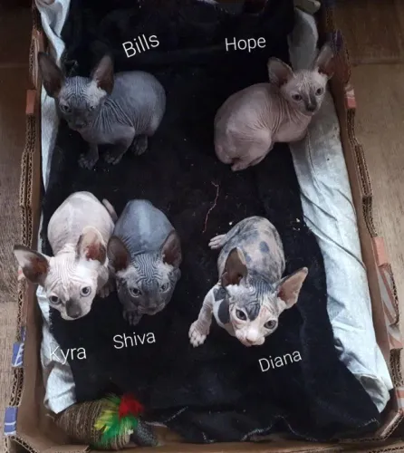 Lindo filhote sphynx Black