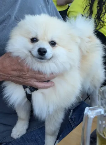 spitz alemão (Lulu da pomerania)
