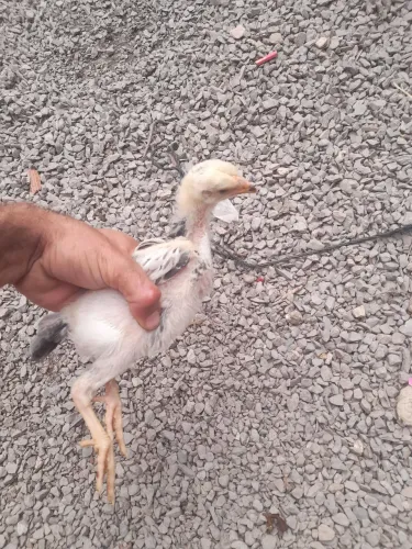 Vendo pintinhos com genética de ovos azuis.