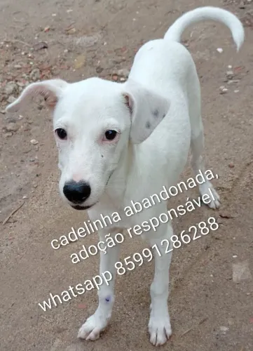 Cachorros fofos pra adoção responsável 