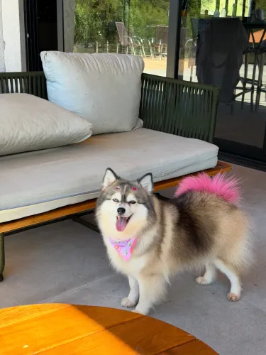 Pomsky miniatura 4-6kg adulto