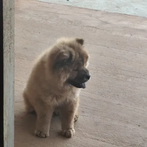 Cachorra fêmea raça Chow chow
