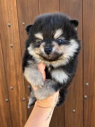 Spitz Alemão Macho Black Tan Disponível