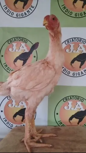 ÍNDIO GIGANTE RAÇUDO
