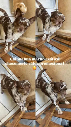 Chihuahua chocomerle exótico 