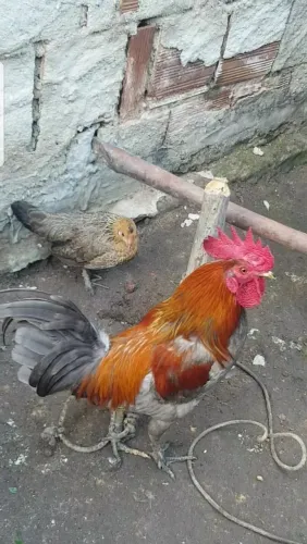 Casal de garnize mini pra vende ligeiro