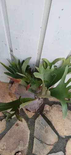 Chifre de Veado - Planta Exótica para Decoração