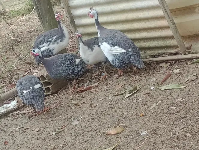 Galinha de Angola ( macho)
