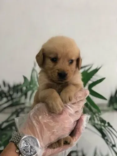 Fêmea de Golden retriever com 58 dias vacinada e pedigree garantias de saúde em contrato