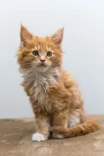 Seu Gato dos Sonhos - Maine Coon
