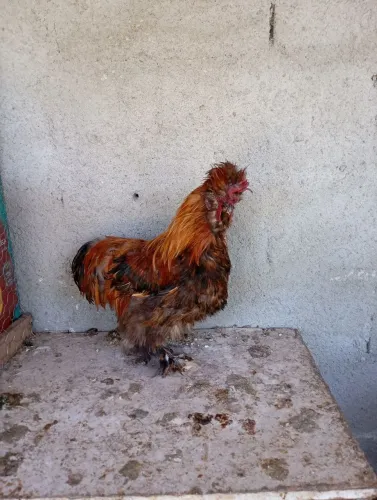 Galo Sedosa do Japão