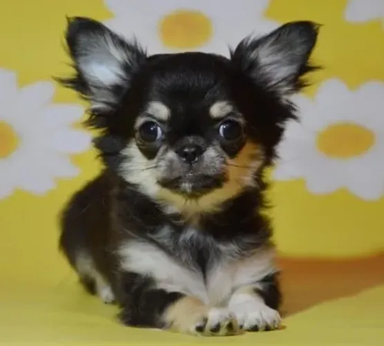 Chihuahua Pequeno Fêmea Meiga e Carinhosa