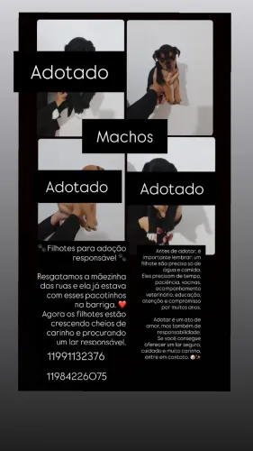 Filhotes de SRD