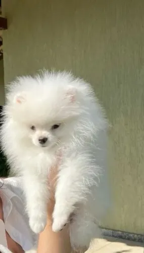 Spitz alemão Para quem procura uma experiência diferente com seu pet