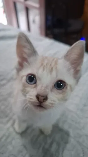 Doou gatinhos machos