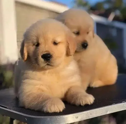 Golden Retriever - Vida Mais Leve Ao Seu Lado 