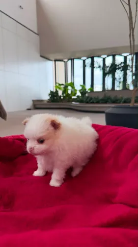 Filhote macho spitz alemão (Lulu da Pomerania)