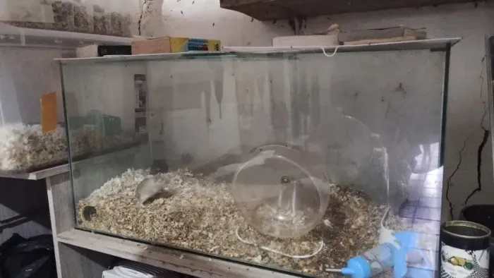 Aquário/terrário para animais, pets, roedores