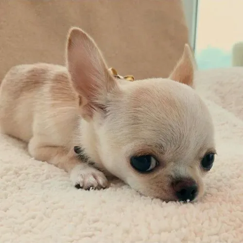 Chihuahua O carinho nunca falha