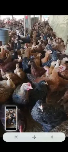 Frangas e frangos de otima procedência 