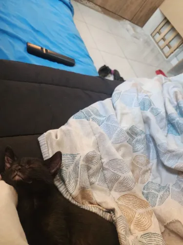 Gatinhos de 4 meses fêmea preta e macho manchadinho