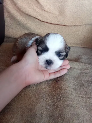 Cachorrinho filhote Shitzu macho