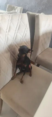 Procura se um Cachorro Pra Cruzar com Minha Pincher