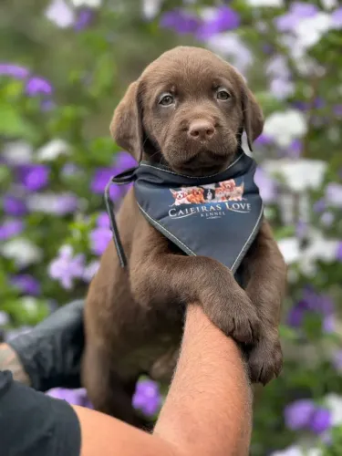 Labrador Retriever 