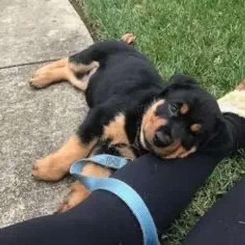 Rottweiler Um doguinho que merece sair do anúncio e ganhar destaque