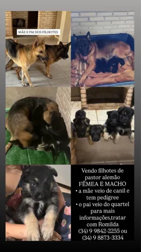 FILHOTE DE PASTOR ALEMÃO ! Com 70 DIAS