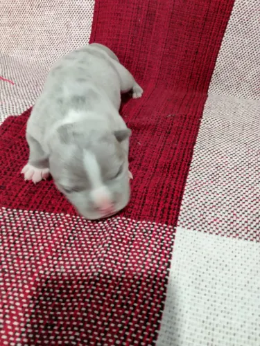 Lindos filhotes de American Bully disponíveis , genética top , lindos . *