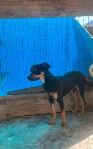 Cachorro