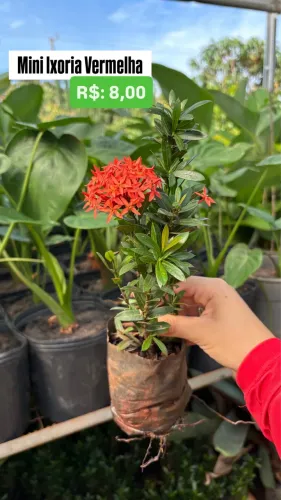 Muda de Mini Ixoria Vermelha 