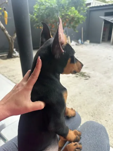 Filhote Doberman 2 meses