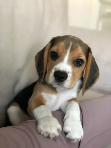 Beagle muito brincalhao