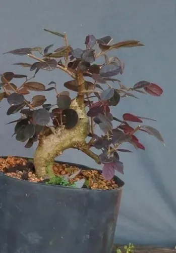 Bonsai Loropetalum