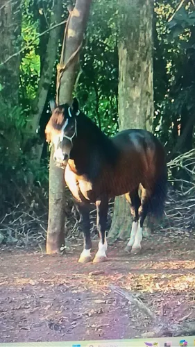 Cavalo Crioulo 7 anos 